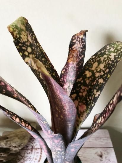 現品】ビルベルギア・ブラックチェリー Billbergia Black Cherry