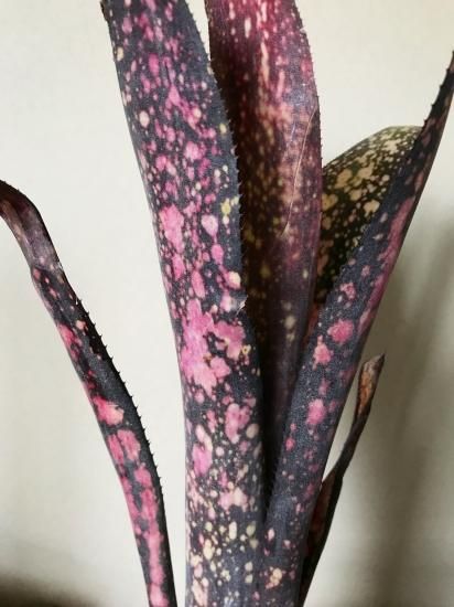 Billbergia 'Black Cherry'〔ビルベルギア〕B0253 ビルベルギア・ブラックチェリー Billbergia Black Cherry 育て