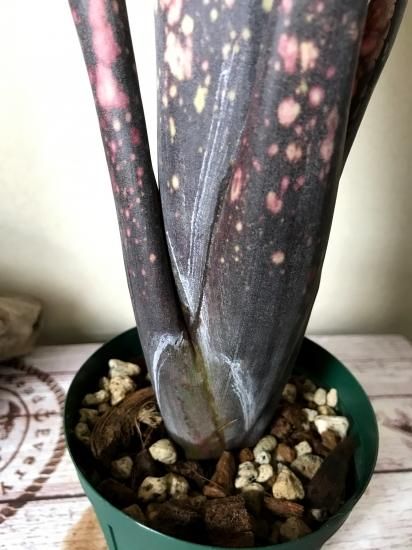 現品】ビルベルギア・ブラックチェリー Billbergia Black Cherry