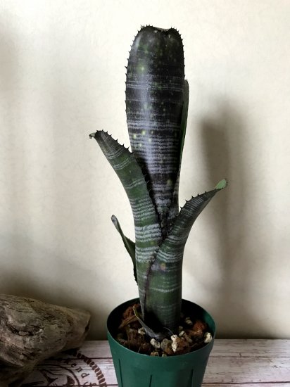 現品】ビルベルギア・ダースベーダー Billbergia Darth Verder (La