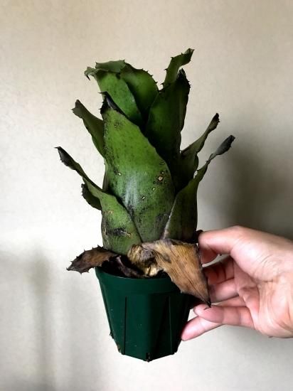 現品】ホヘンベルギア・レオポルドホルスティー（ハワイ ダーク