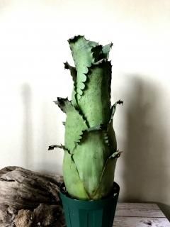 Hohenbergia ホヘンベルギア - Frontier Plants ONLINE STORE Hohenbergia ホヘンベルギア - Frontier Plants ONLINE STORE