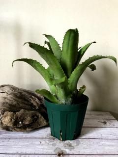Hohenbergia ホヘンベルギア - Frontier Plants ONLINE STORE