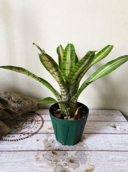 現品】ネオレゲリア・パルマレス Neoregelia Palmares