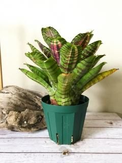 Neoregelia ネオレゲリア - Frontier Plants ONLINE STORE Neoregelia ネオレゲリア - Frontier Plants ONLINE STORE