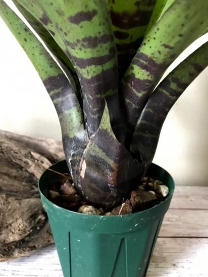 現品】ネオレゲリア・ブルーベリータイガー Neoregelia