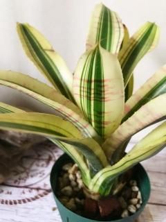 Neoregelia ネオレゲリア - Frontier Plants ONLINE STORE