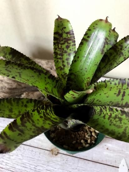 現品】ネオレゲリア・ハンニバルレクター x チアーズ Neoregelia