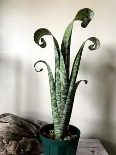 Quesnelia ケスネリア - Frontier Plants ONLINE STORE