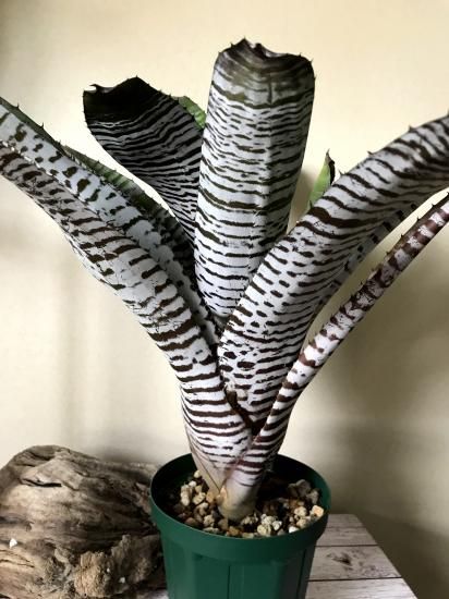 現品】エクメア・チャンティニー・デレオン Aechmea chantinii 現品】エクメア・チャンティニー・デレオン Aechmea chantinii
