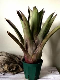 Hohenbergia ホヘンベルギア - Frontier Plants ONLINE STORE Hohenbergia ホヘンベルギア - Frontier Plants ONLINE STORE