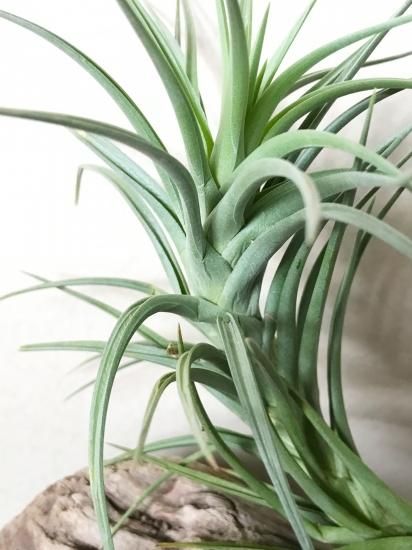 チランジア チアペンシス ジャイアント ハイブリッド 現品】チランジア