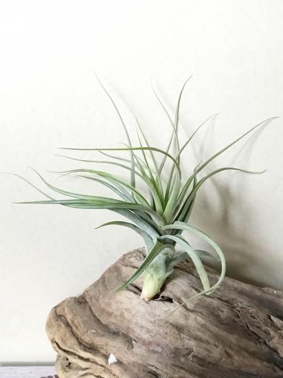 チランジア　ケゲリアナ x ロシー　子株つき チランジア ケゲリアナ x ロシー 子株つき