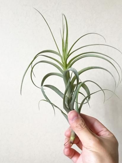 チランジア・ラティフォリア・カウレッセント T. latifolia