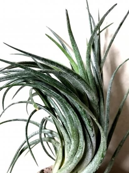 チランジア・ビクトリア(ヴィクトリア) T. Victoria (T. ionantha X ...