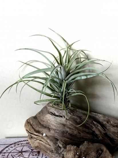 チランジア キセログラフィカ × ブラキカウロス ブラキカウロス × キセログラフィカ 14号 | air-plants TENGU-DO