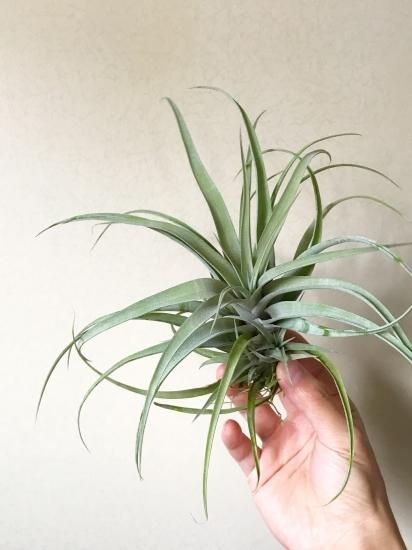 チランジア・キセログラフィカ×ブラキカウロス T. xerographica