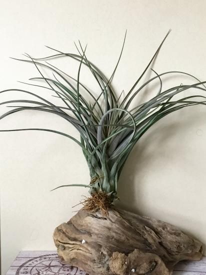 現品】チランジア・ストレプトフィラ×ノバキー T. streptophylla 現品】チランジア・ストレプトフィラ×ノバキー T. streptophylla