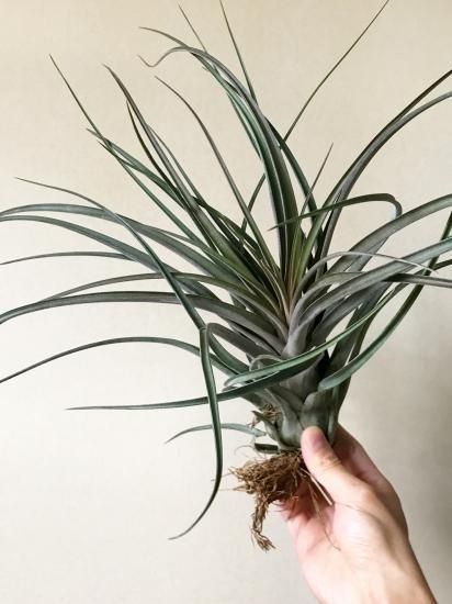 現品】チランジア・ストレプトフィラ×ノバキー T. streptophylla