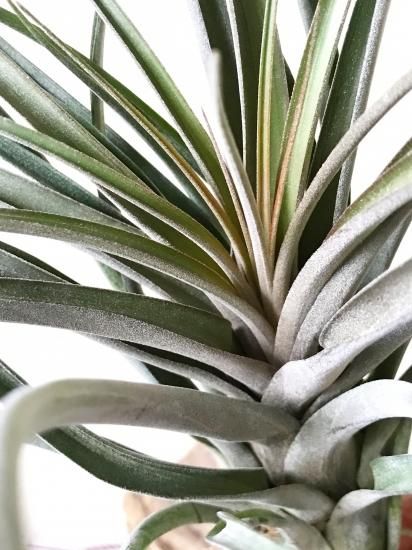 チランジア ストレプトフィラ メキシコ x El Guapo 観葉植物