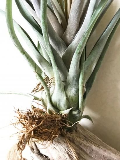 現品】チランジア・ストレプトフィラ×ノバキー T. streptophylla