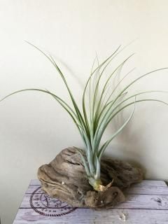 超特大　サカパネンシス 大型種 - Frontier Plants ONLINE STORE フロンティアプランツ