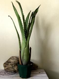 Aechmea エクメア - Frontier Plants ONLINE STORE フロンティア