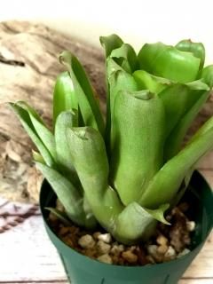Aechmea エクメア - Frontier Plants ONLINE STORE フロンティア