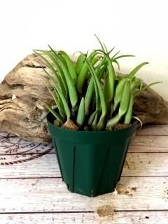 Aechmea Little Have Albo 超超特大 Aechmea エクメア - Frontier Plants ONLINE STORE フロンティア