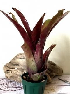 Aechmea Little Have Albo 超超特大 Aechmea エクメア - Frontier Plants ONLINE STORE フロンティア