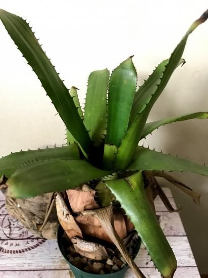現品】エクメア・エグレリアナ Aechmea egleriana - Frontier
