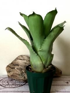 ホヘンベルギア　エドムンドイ　子株　現品 158823127.jpg?cmsp_timestamp=