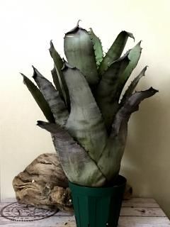 X Hohenmea ホヘンメア - Frontier Plants ONLINE STORE