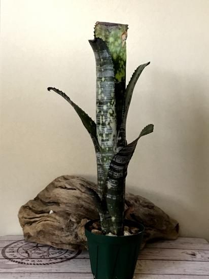 現品】ビルベルギア・ユーチューブ Billbergia You Tube(Bill 現品】ビルベルギア・ユーチューブ Billbergia You Tube(Bill