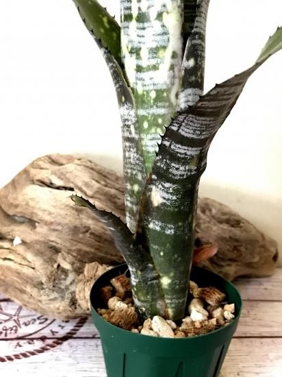 現品】ビルベルギア・ユーチューブ Billbergia You Tube(Bill 現品】ビルベルギア・ユーチューブ Billbergia You Tube(Bill