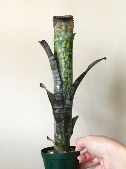 ビルベルギア YouTube 現品】ビルベルギア・ユーチューブ Billbergia You Tube（Bill