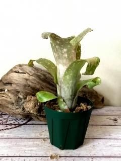 ビルベルギア オーバー ザ ムーン 「Billbergia Over The Moon