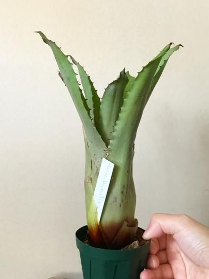現品】ホヘンベルギア・フミリス × sp. 357 Hohenbergia humilis