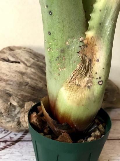 現品】ホヘンベルギア・フミリス × sp. 357 Hohenbergia humilis