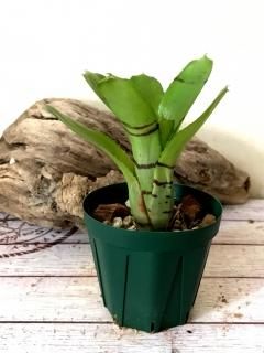 Neoregelia ネオレゲリア - Frontier Plants ONLINE STORE Neoregelia ネオレゲリア - Frontier Plants ONLINE STORE