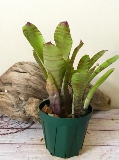 現品】ネオレゲリア・ゾナタ Neoregelia zonata【A】 - Frontier