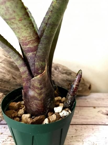 現品】ネオレゲリア・ブラックビューティー Neoregelia Black