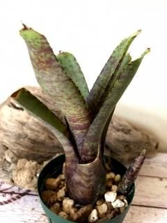 Neoregelia ネオレゲリア - Frontier Plants ONLINE STORE Neoregelia ネオレゲリア - Frontier Plants ONLINE STORE