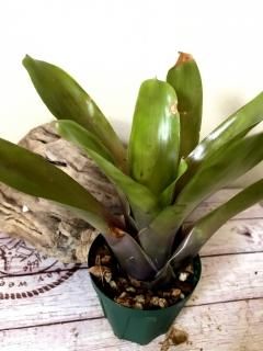 Neoregelia ネオレゲリア - Frontier Plants ONLINE STORE Neoregelia ネオレゲリア - Frontier Plants ONLINE STORE