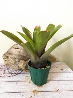 BCR Bromeliad Cultivar Register>