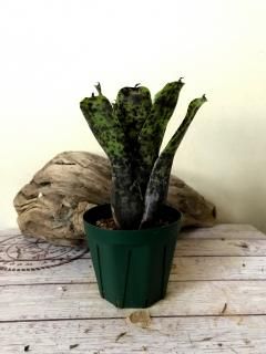 Neoregelia ネオレゲリア - Frontier Plants ONLINE STORE