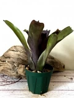 Neoregelia ネオレゲリア - Frontier Plants ONLINE STORE