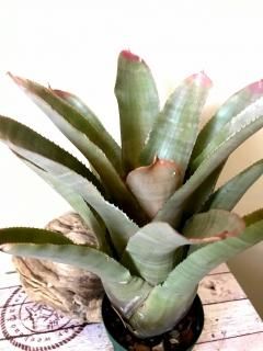 Neoregelia ネオレゲリア - Frontier Plants ONLINE STORE