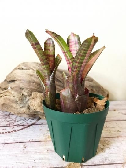 Neoregelia 'King cobra'〔ネオレゲリア〕現品発送N0253