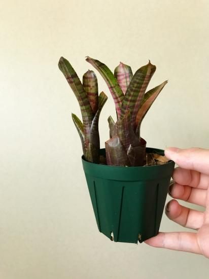 BCR Bromeliad Cultivar Register>